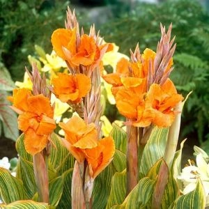 Канна Striata (Уникальные листья) фото
