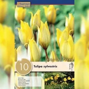 Тюльпан Sylvestris (Брендовые луковицы KAPITEYN®) фото