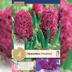 Гиацинт Woodstock (Брендовые луковицы KAPITEYN®) фото