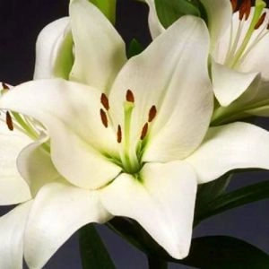 Лилия Bach фото