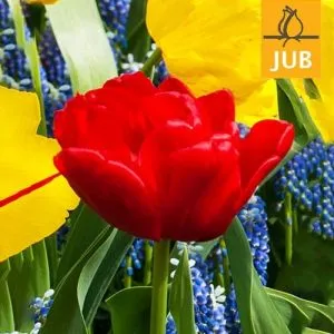 Тюльпан Abba (Брендовые луковицы Jub Holland)  фото