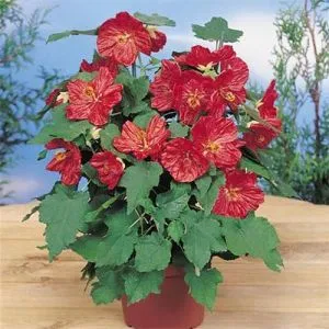 Абутилон Bella Deep Coral фото