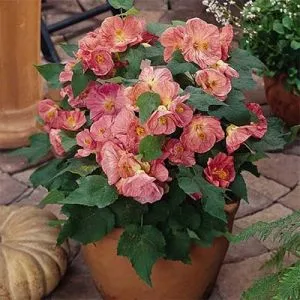 Абутилон Bella Pink фото