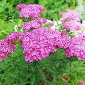 Тысячелистник Apfelbluete фото