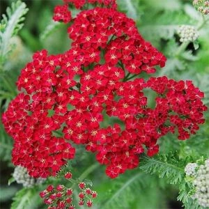 Тысячелистник Red Velvet фото
