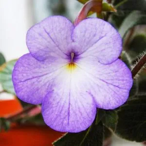 Ахименес Cattleya-light фото