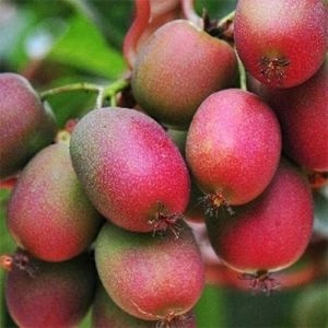 Актинидия аргута Ananasnaya фото