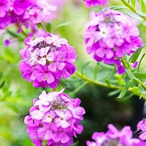Этионема Warley Rose фото
