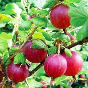 Крыжовник Финик фото