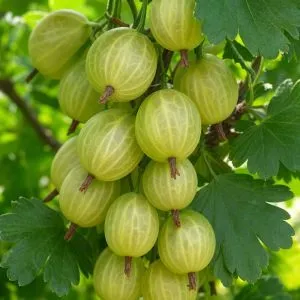 Крыжовник Инвикта фото