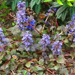 Аюга Atropurpurea фото