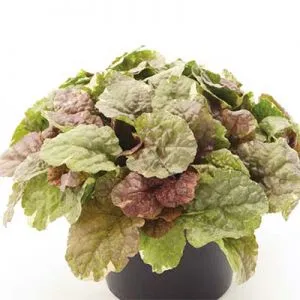 Аюга Sugar Plum фото