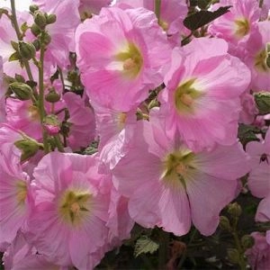 Штокроза Rosea Pink фото