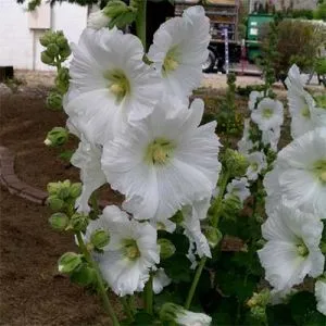 Штокроза Rosea White фото