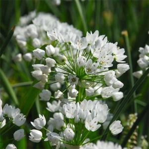 Аллиум Cowanii фото