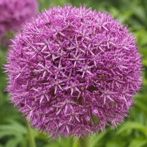 Аллиум Pinball Wizard 20/22 фото