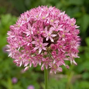 Аллиум Pink Jewel фото