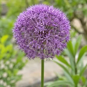 Аллиум Purple Caila фото
