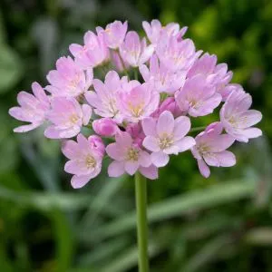 Аллиум Roseum фото