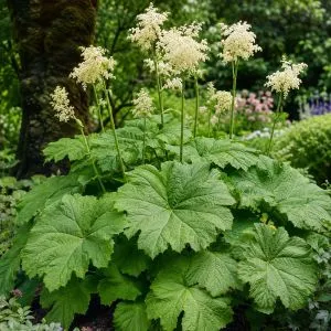 Астильбоидес Tabularis фото