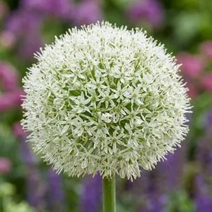 Аллиум White Giant фото