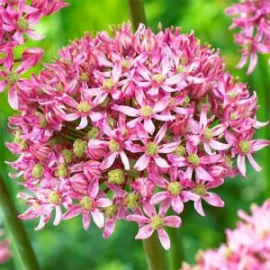 Аллиум Pink Jewel фото