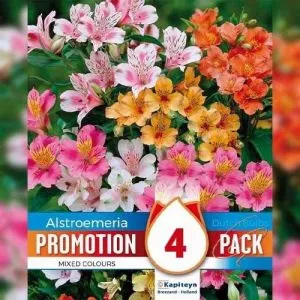 Промо-пак Альстромерия Ligtu Mixed Colours (Брендовые саженцы KAPITEYN®) фото