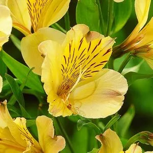 Альстромерия Lutea фото