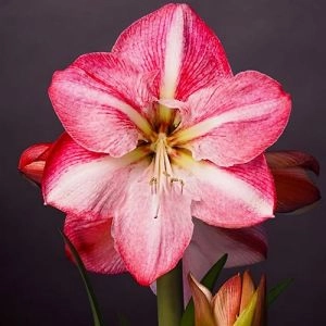 Амариллис Blossom Grandise фото