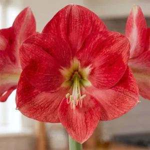Амариллис Candy Cream (Queen) фото