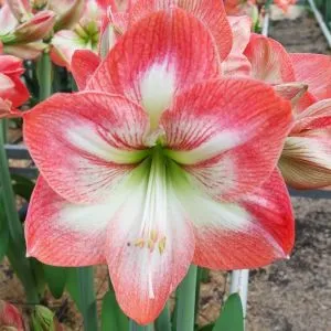 Амариллис Giant Flame фото