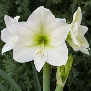 Амариллис Lemon Grandise фото