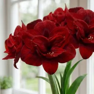Амариллис Red Symphony фото