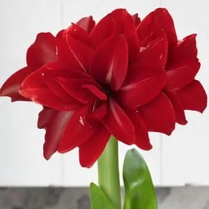 Амариллис Scarlet Belle фото