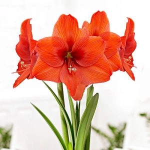 Амариллис Naranja фото