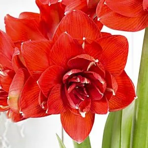 Амариллис Red Glory фото