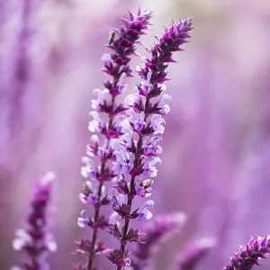Сальвия Amethyst фото