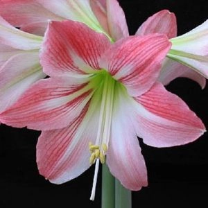 Амариллис Amoretta фото