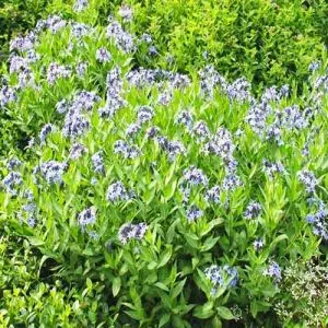 Амсония Blue Ice фото