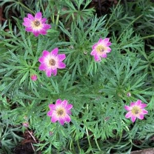 Анемона Anabella Deep Rose фото