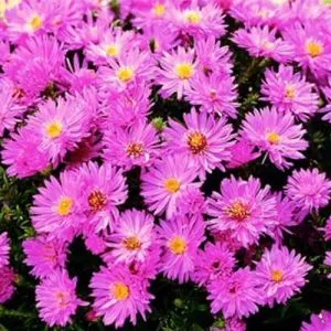 Астра Anneke фото