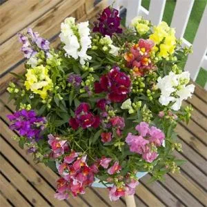 Антиринум (Львиный зев) Floral Showers Mix фото