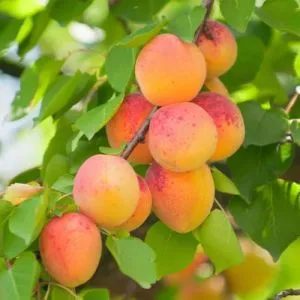 Абрикос Свит Кот фото