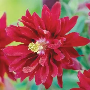 Аквилегия Double Red фото