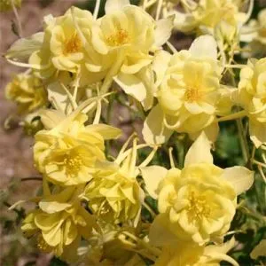 Аквилегия Sunshine фото