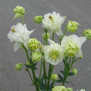 Аквилегия Winky Double White & White фото