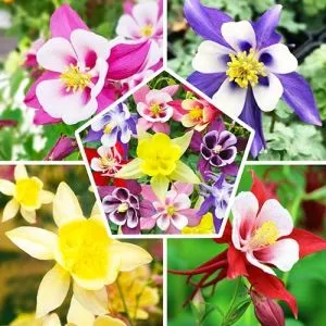 Аквилегия Biedermeier Mix фото