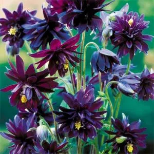 Аквилегия Barlow Black фото