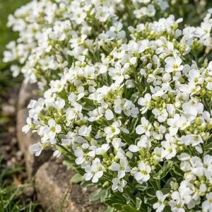 Арабис Variegata фото
