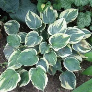 Хоста Aristocrat фото